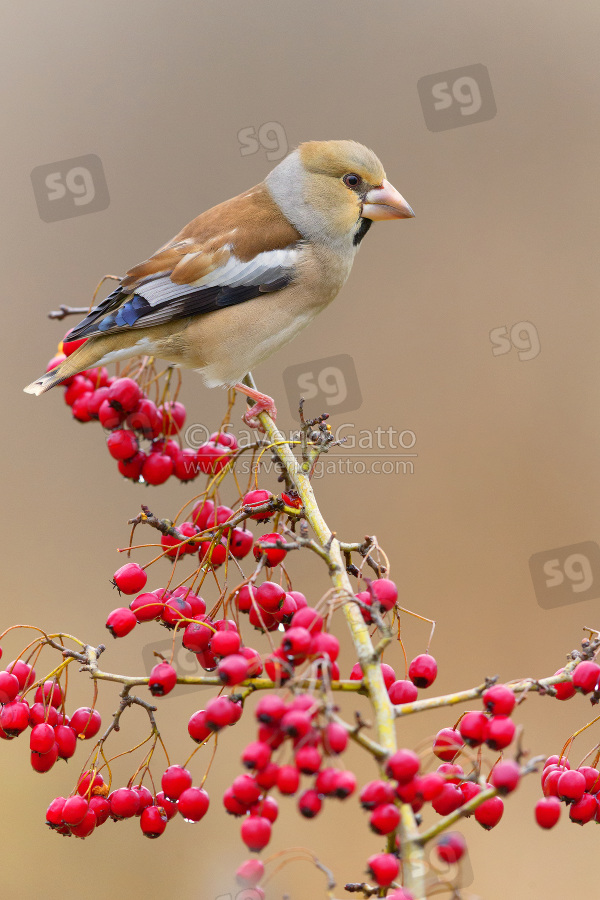 Hawfinch