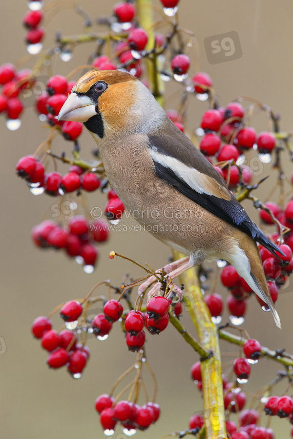 Hawfinch