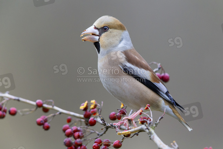 Hawfinch