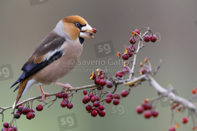 Hawfinch