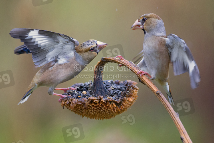 Hawfinch