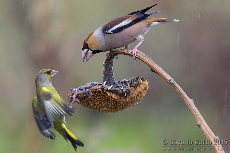 Hawfinch and a Greenfinch