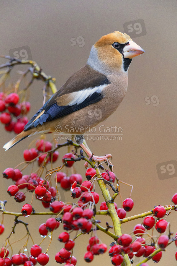 Hawfinch