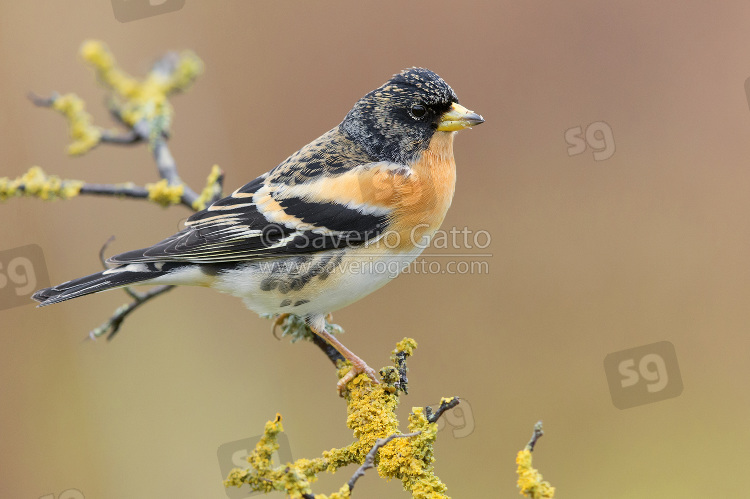 Brambling