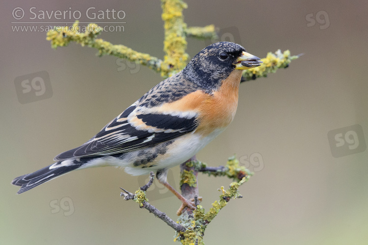 Brambling