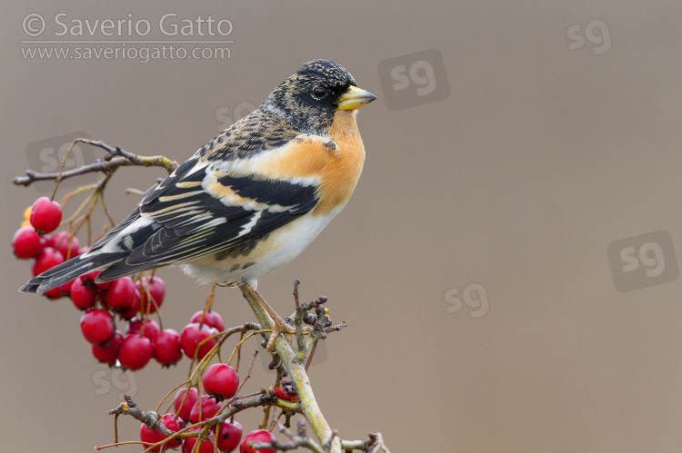 Brambling