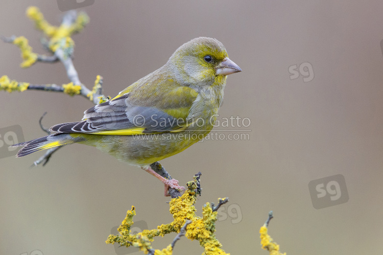 European Greenfinch