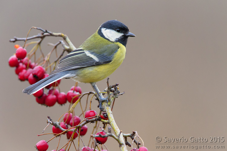 Great Tit