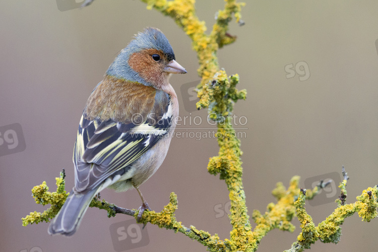 Common Chaffinch