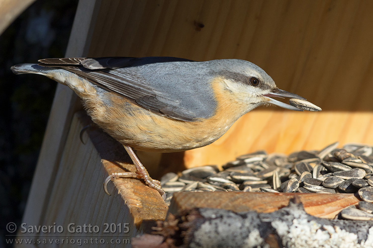 Eurasian Nuthatch