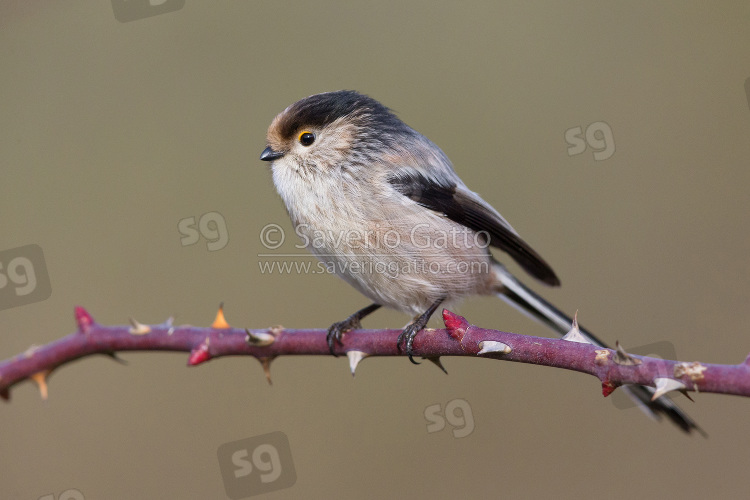 Long-tailed Tit