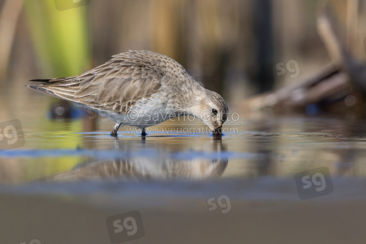 Dunlin