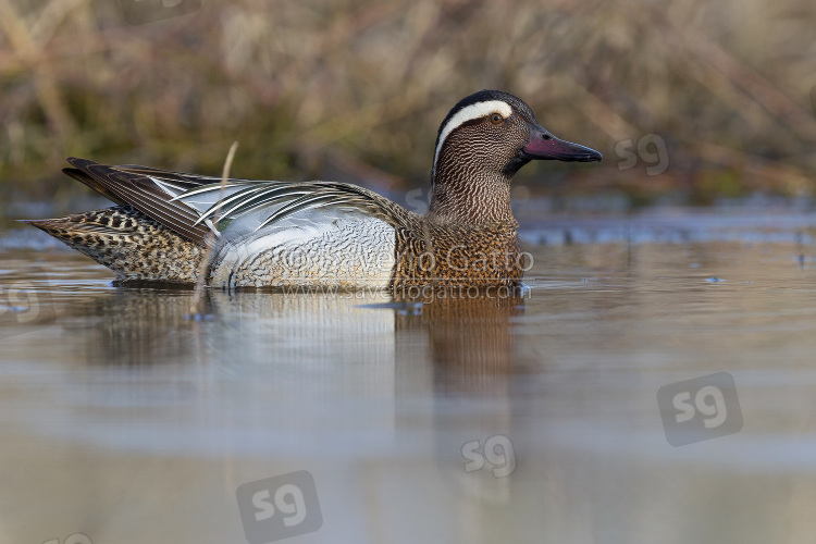 Garganey