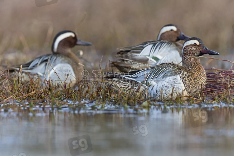 Garganey