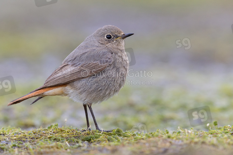 Black Redstart