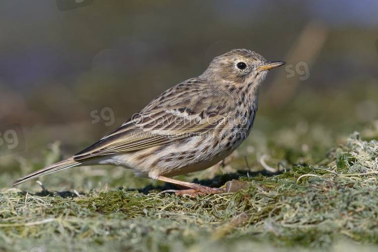 Meadow Pipit