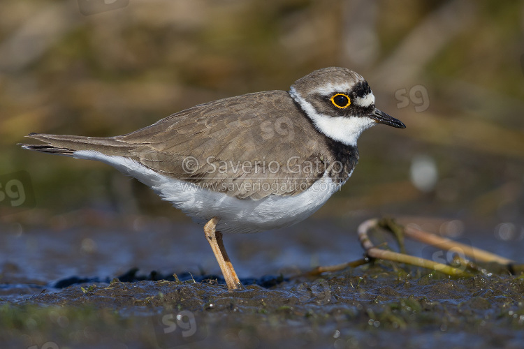 Little Ringed Plover