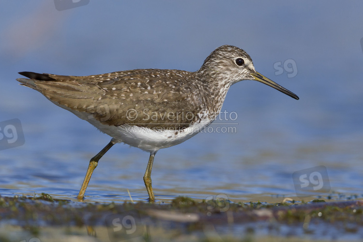 Green Sandpiper