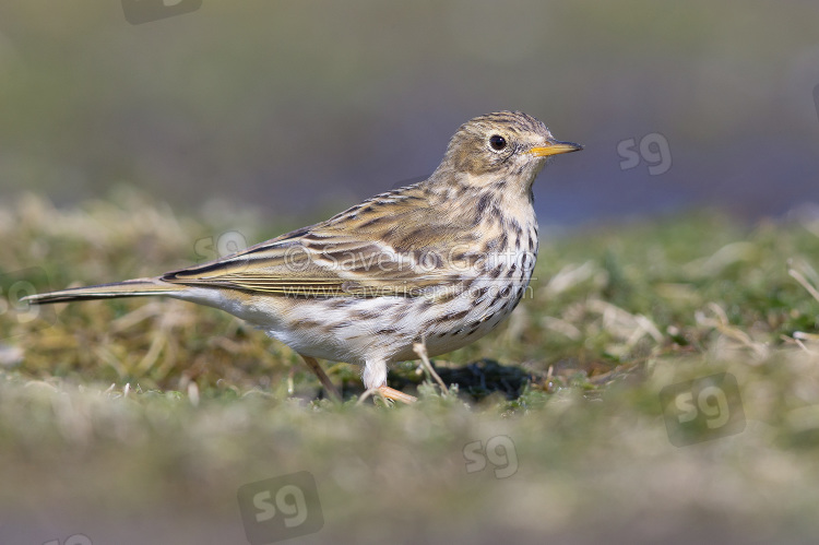 Meadow Pipit