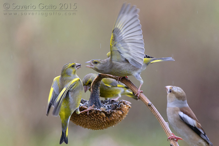 Greenfinches