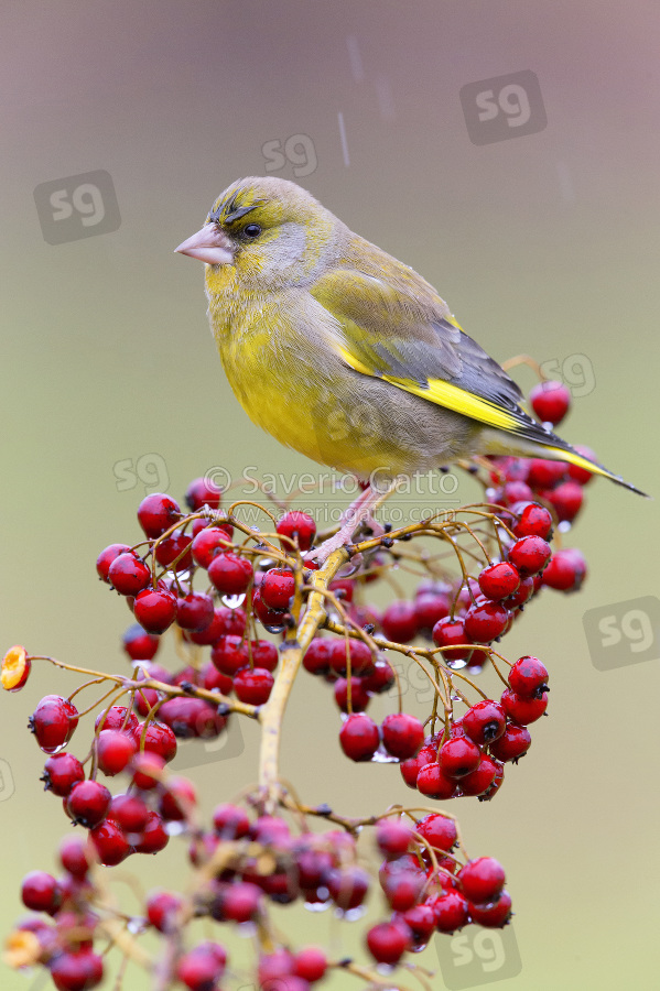 European Greenfinch