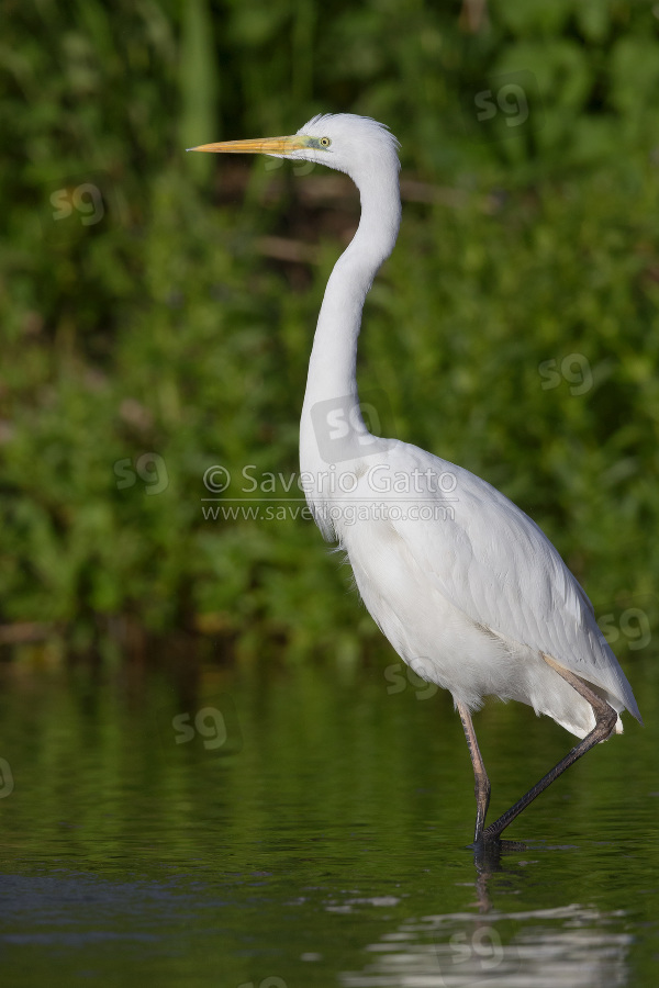 Great Egret