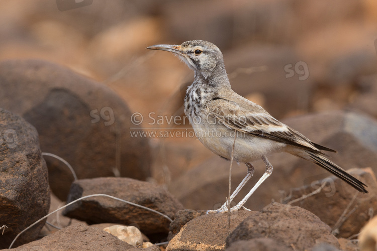 Greater Hoopoe-Lark