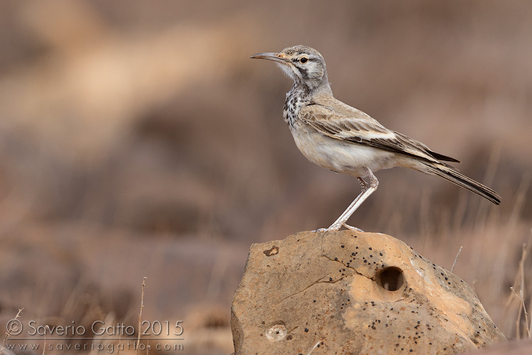 Greater Hoopoe-Lark