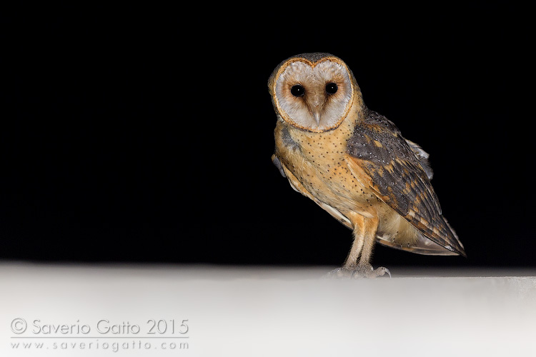 Cape Verde Barn Owl