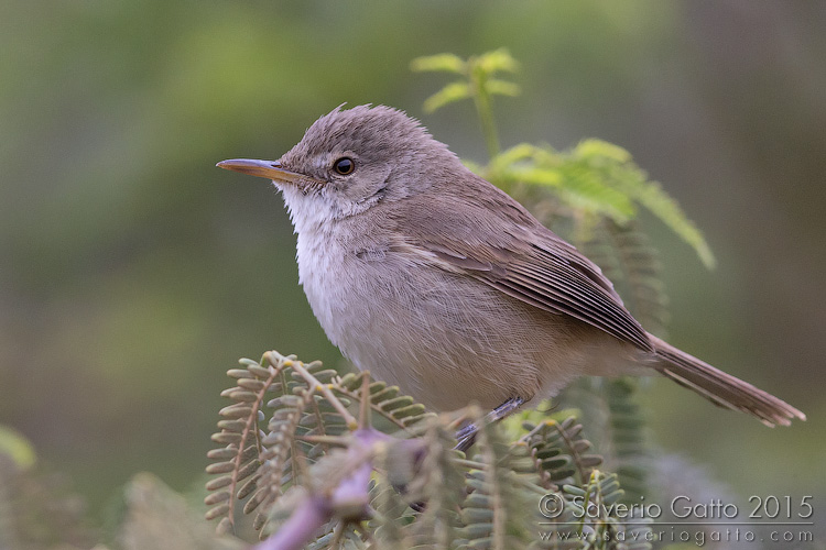 Cape Verde Warbler