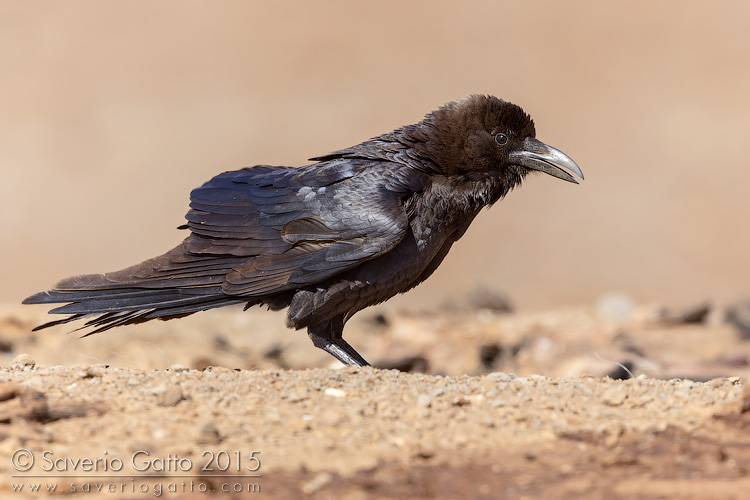 Brown-necked Raven