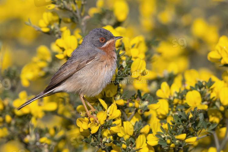 Subalpine Warbler