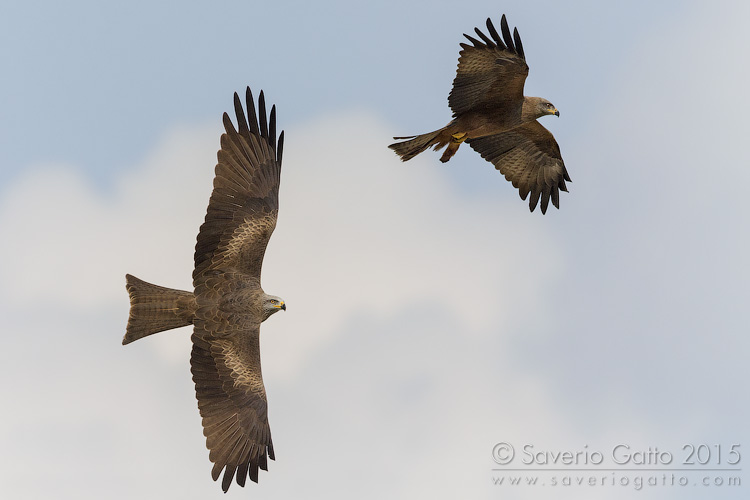 Black Kite