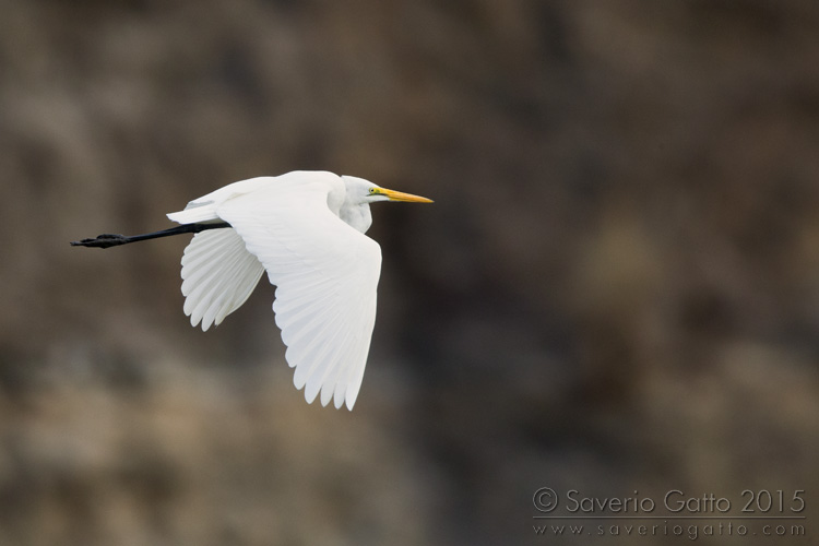 Airone bianco maggiore