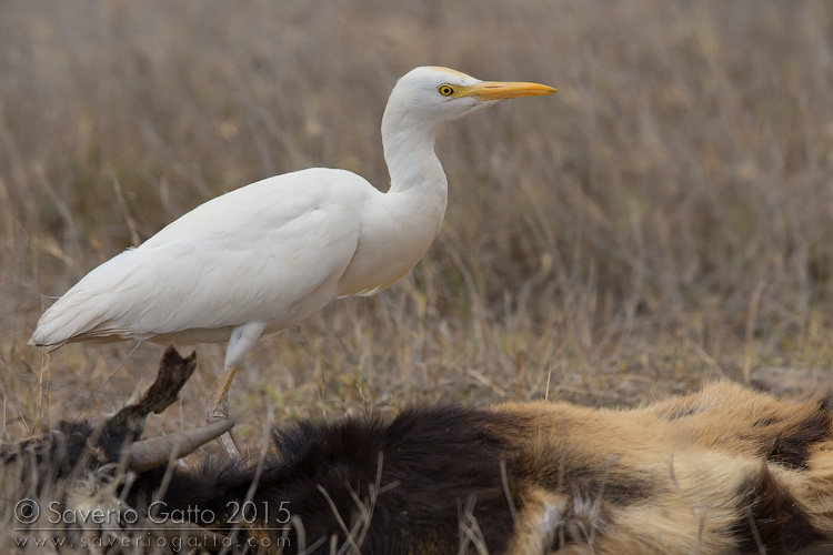 Cattle Egret