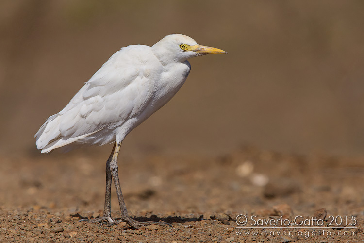 Cattle Egret