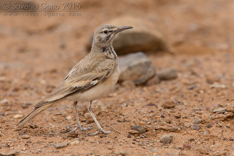 Greater Hoopoe-Lark