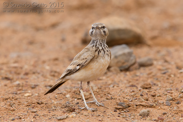 Greater Hoopoe-Lark