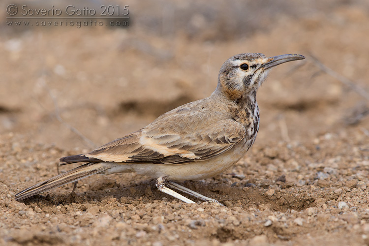 Greater Hoopoe-Lark