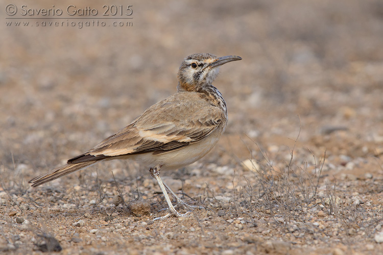 Greater Hoopoe-Lark