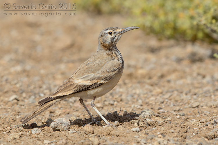 Greater Hoopoe-Lark