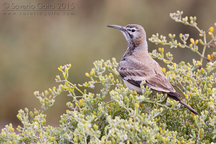 Greater Hoopoe-Lark