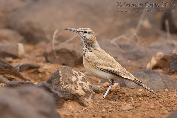 Greater Hoopoe-Lark