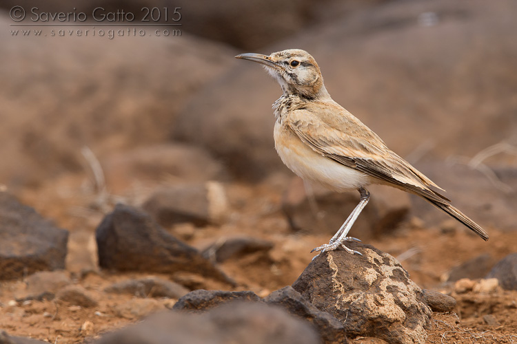 Greater Hoopoe-Lark