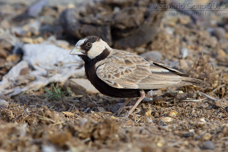 Black-Crowned Sparrow-lark