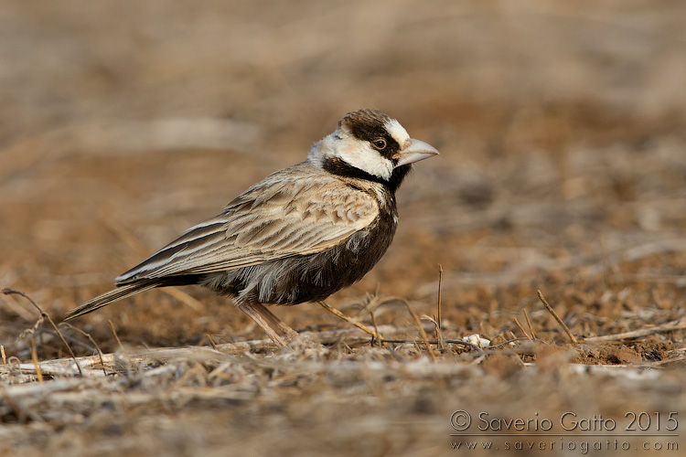 Black-crowned Sparrow-lark