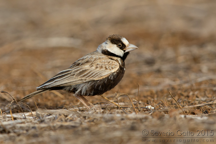 Allodola capinera