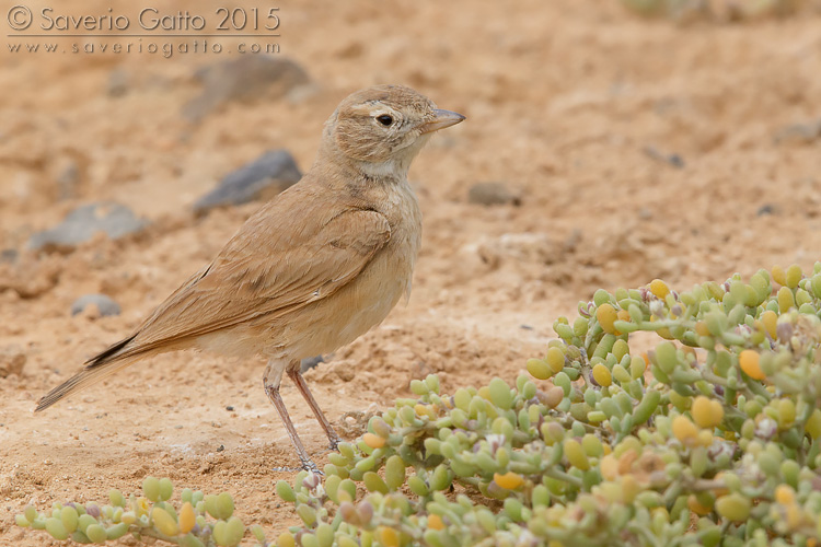 Bar-tailed Lark