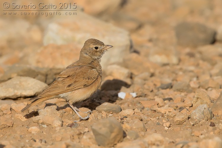 Allodola del deserto minore