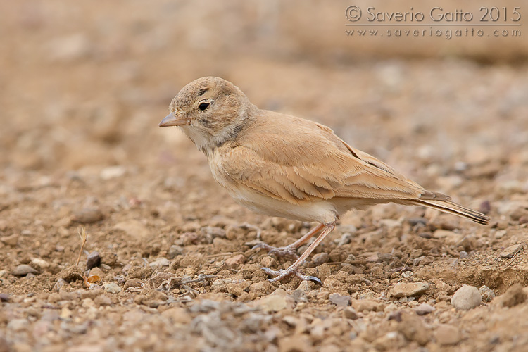 Bar-tailed Lark